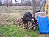 Babies and more babies - Goats