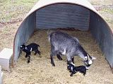 Babies and more babies - Goats