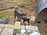 Babies and more babies - Goats