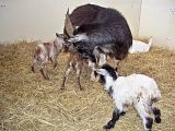 Babies and more babies - Goats