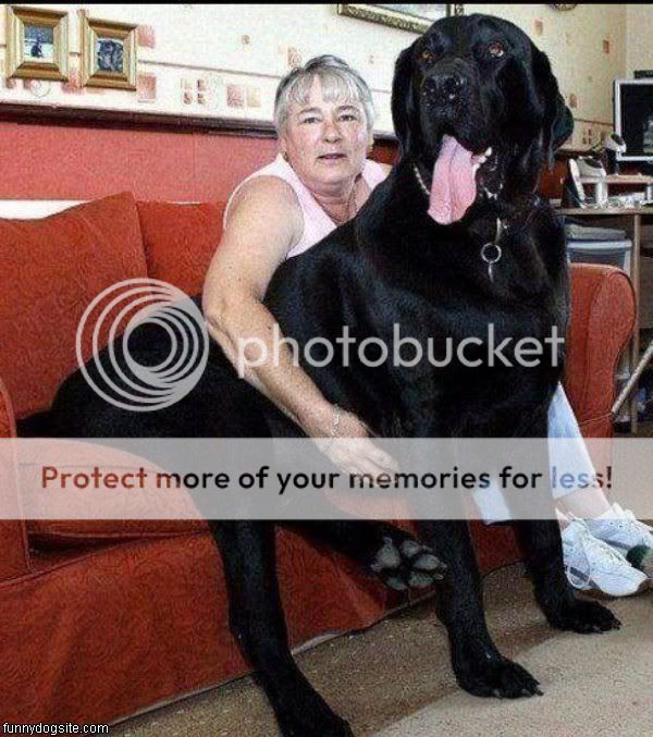 My mini yorkie fell on his head