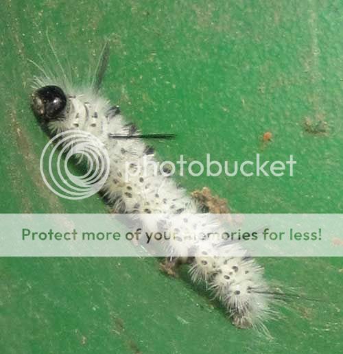 black and white caterpillar. Fuzzy Bamp;w caterpillar