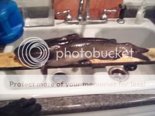 photo icefish003_zpse210c44c.jpg