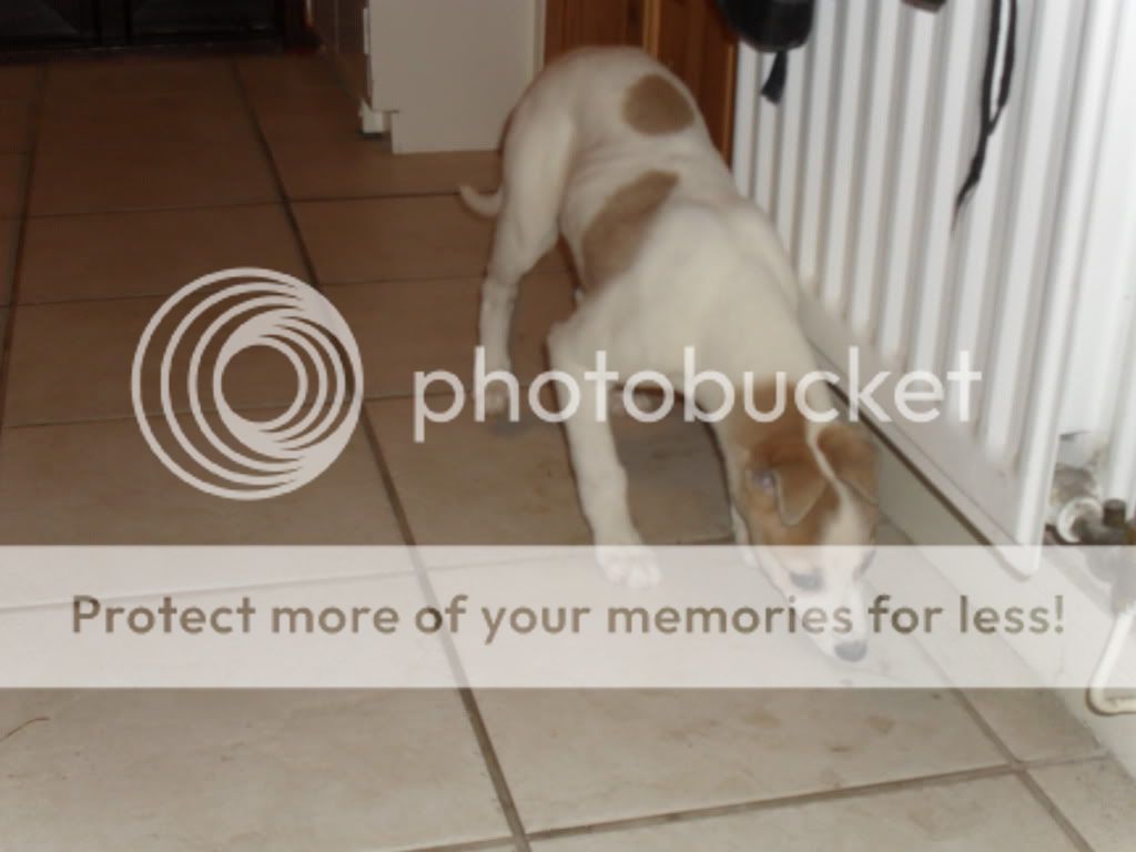 SAM_0924.jpg