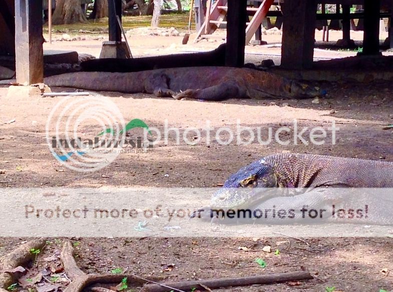 Komodo Komodo, wisata komodo, pulau komodo