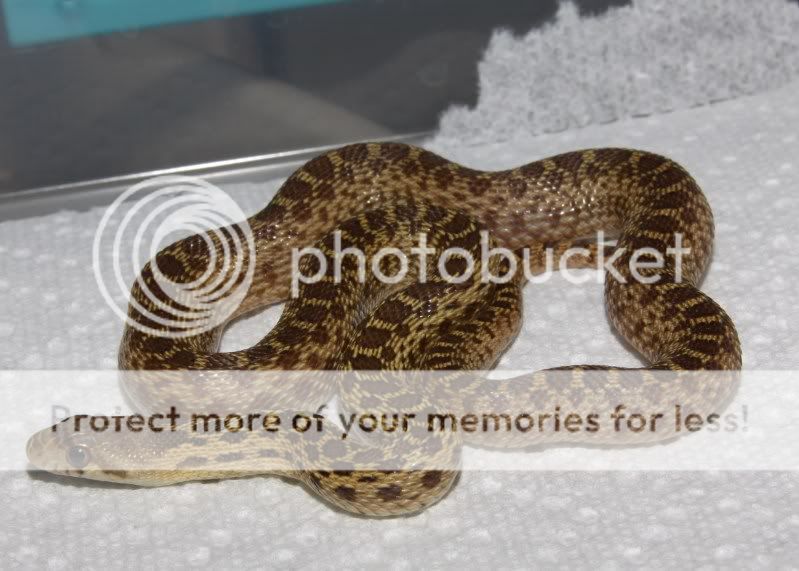 bug eye white gopher het pics Field Herp Forum