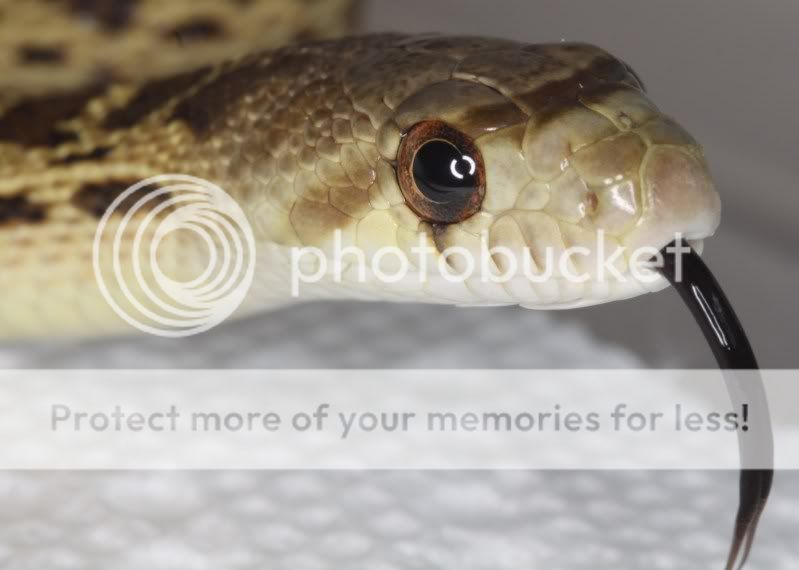 bug eye white gopher het pics Field Herp Forum