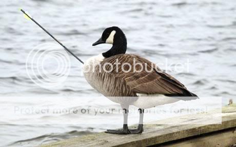 中箭受伤的鹅自己飞到了兽医家的花园| 挖掘基